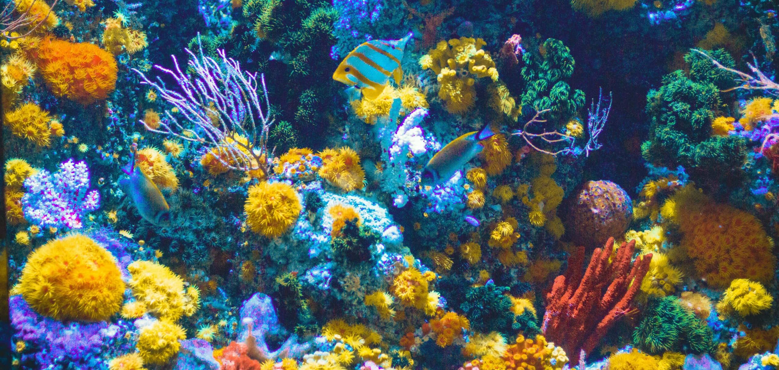 shaun-low-v8Un2Roo1Ak-unsplash-scaled-card